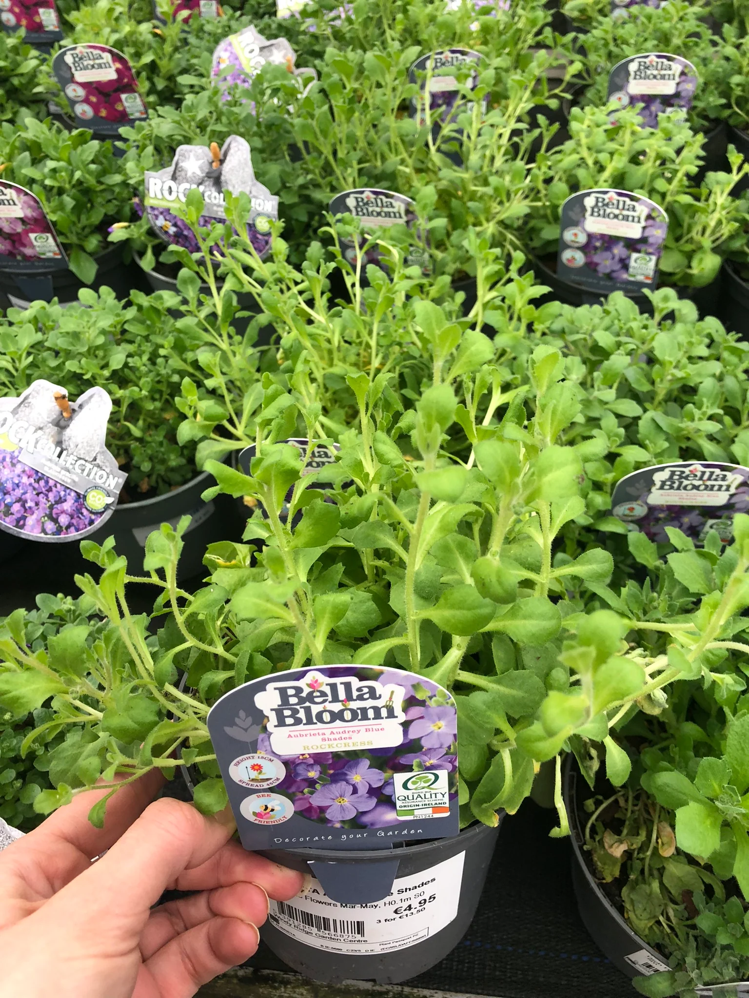 AUBRIETA Audrey Blue Shades - Image 2