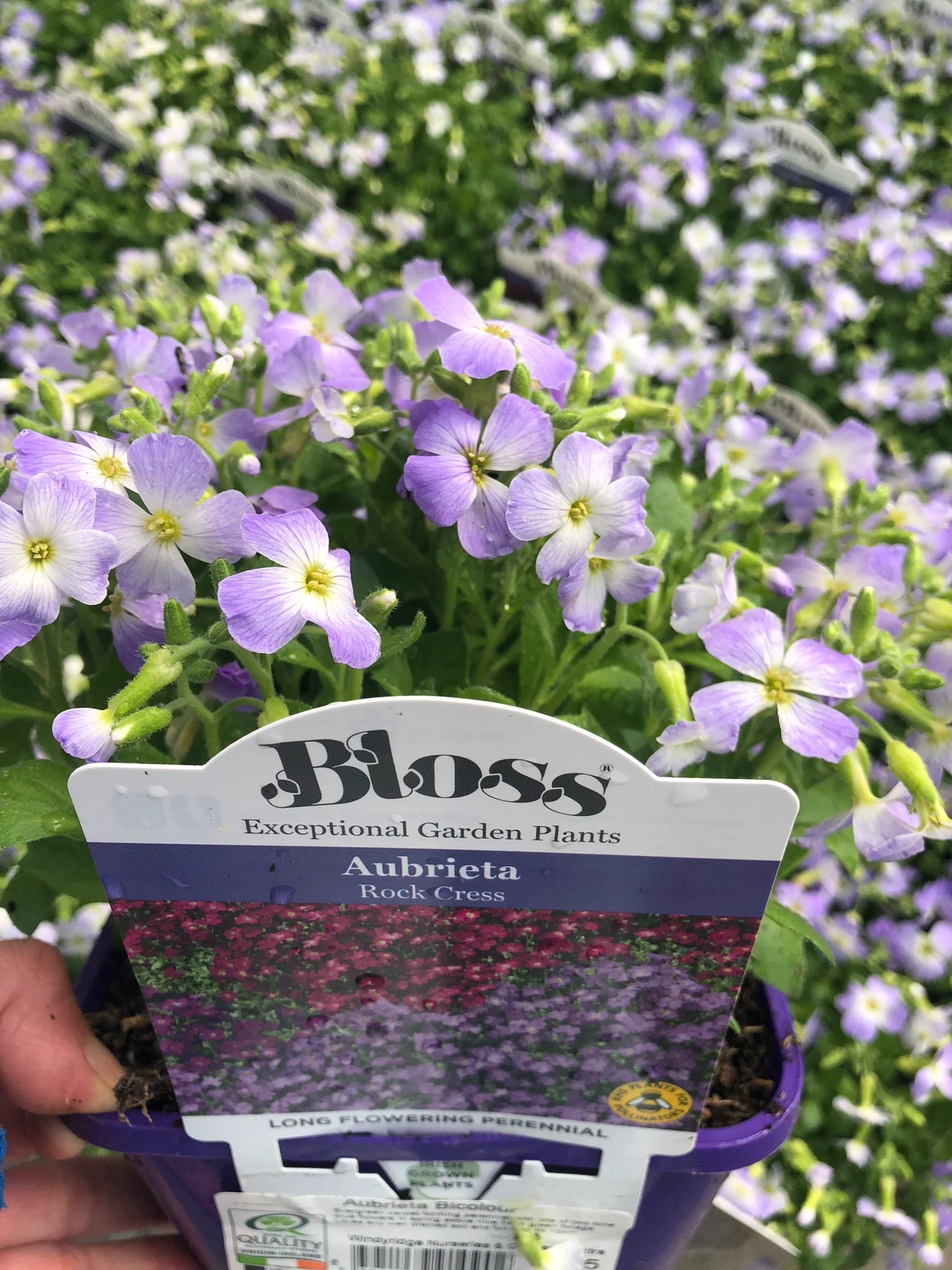 Aubrieta 'Florado Bicolour' - Image 3