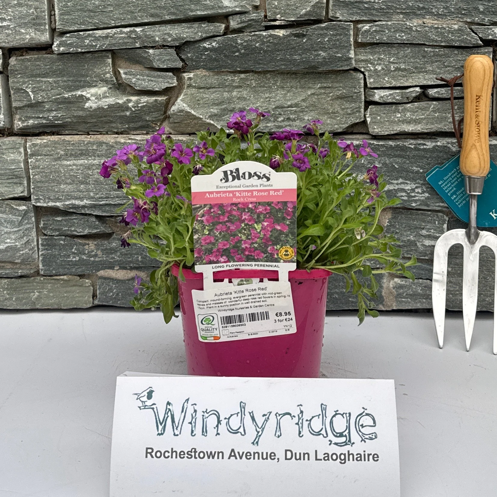 Aubrieta   Kitte Rose Red