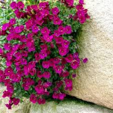 Aubrieta   Kitte Rose Red - Image 2