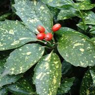 Aucuba jap. Crotonifolia - Image 2