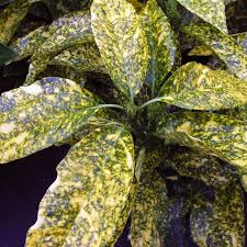 Aucuba jap. Crotonifolia - Image 3