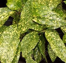 Aucuba jap. Crotonifolia - Image 3