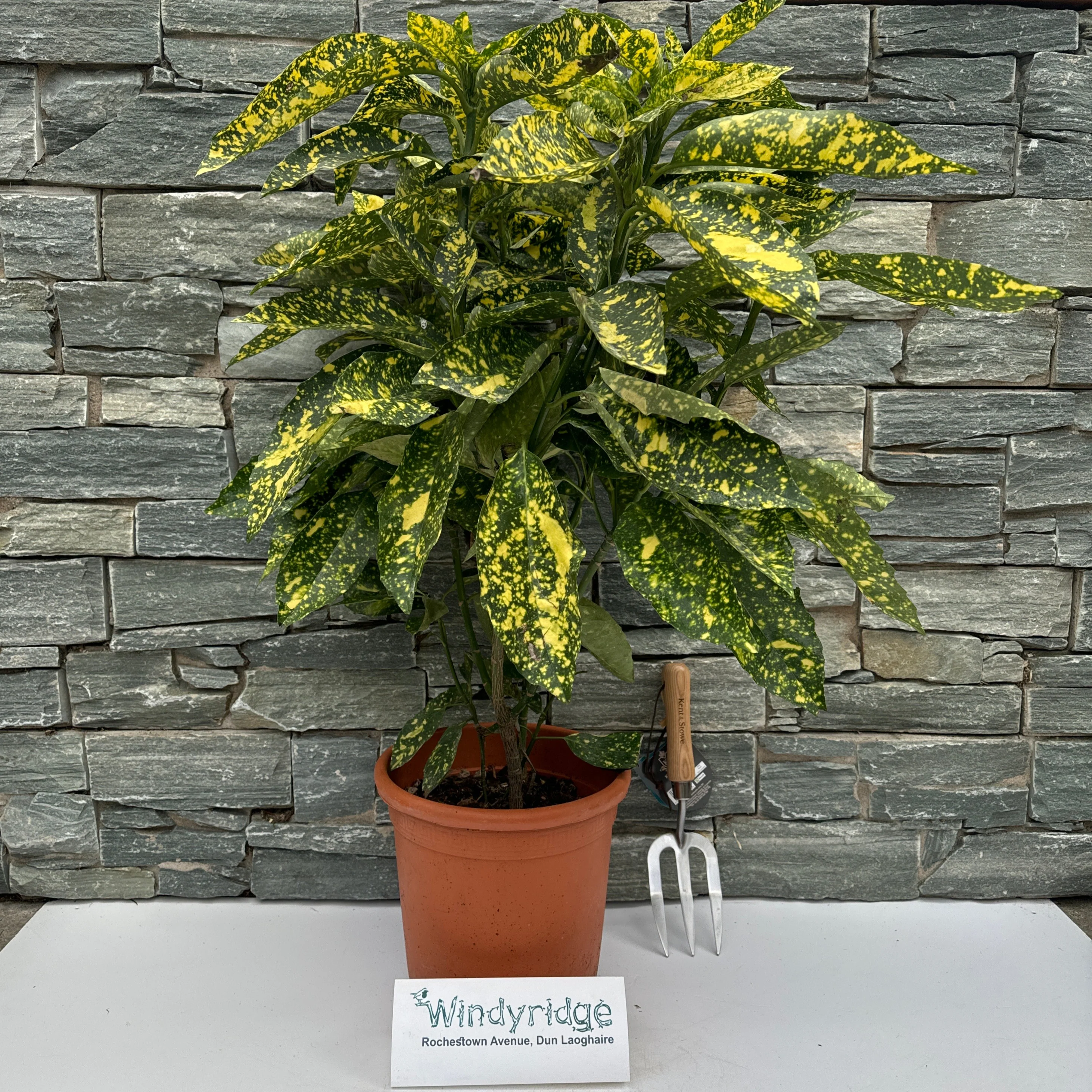 Aucuba jap. Crotonifolia - Image 4