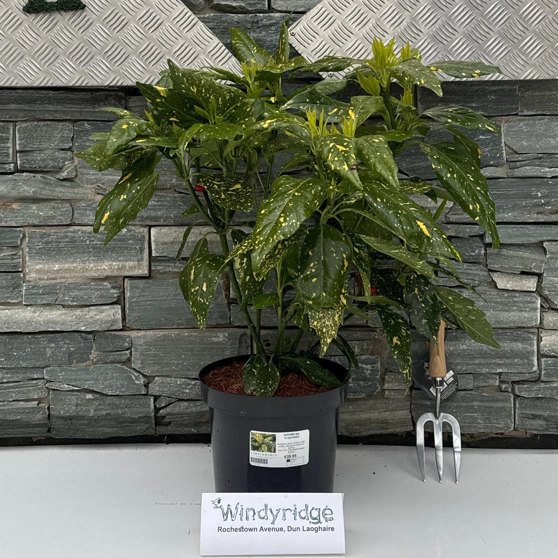 AUCUBA jap. Crotonifolia G