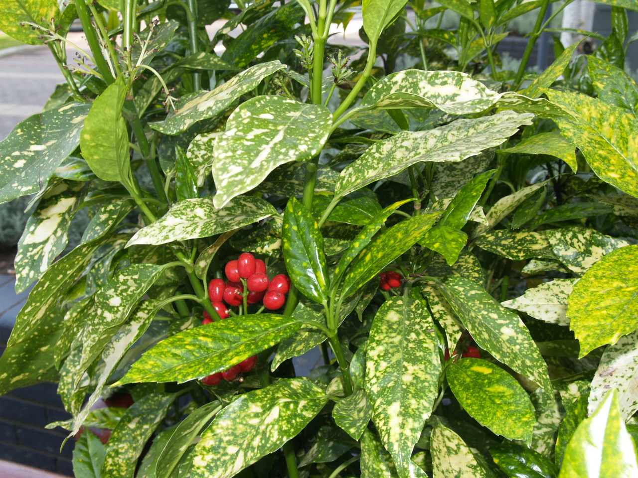 Aucuba Japonica