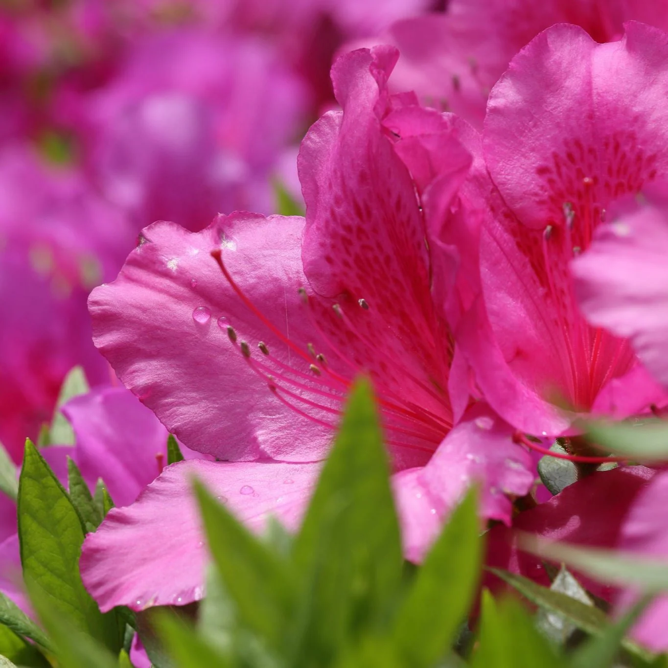 Azalea Anouk  30-35cm - Image 2