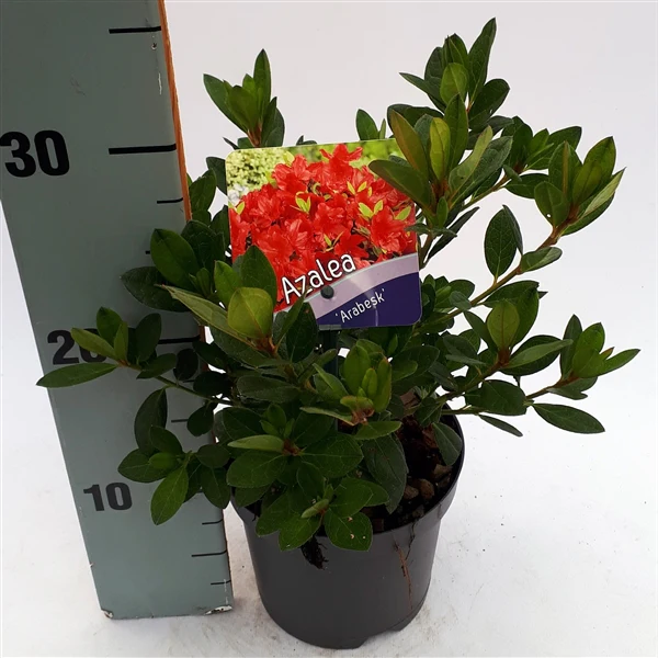 Azalea  Arabesk - Image 2