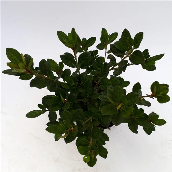 Azalea  Arabesk - Image 3