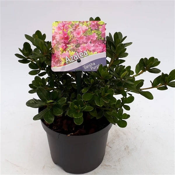 Azalea  Geisha Purple