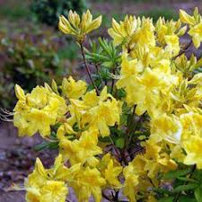 Azalea Harvest Moon - Image 2