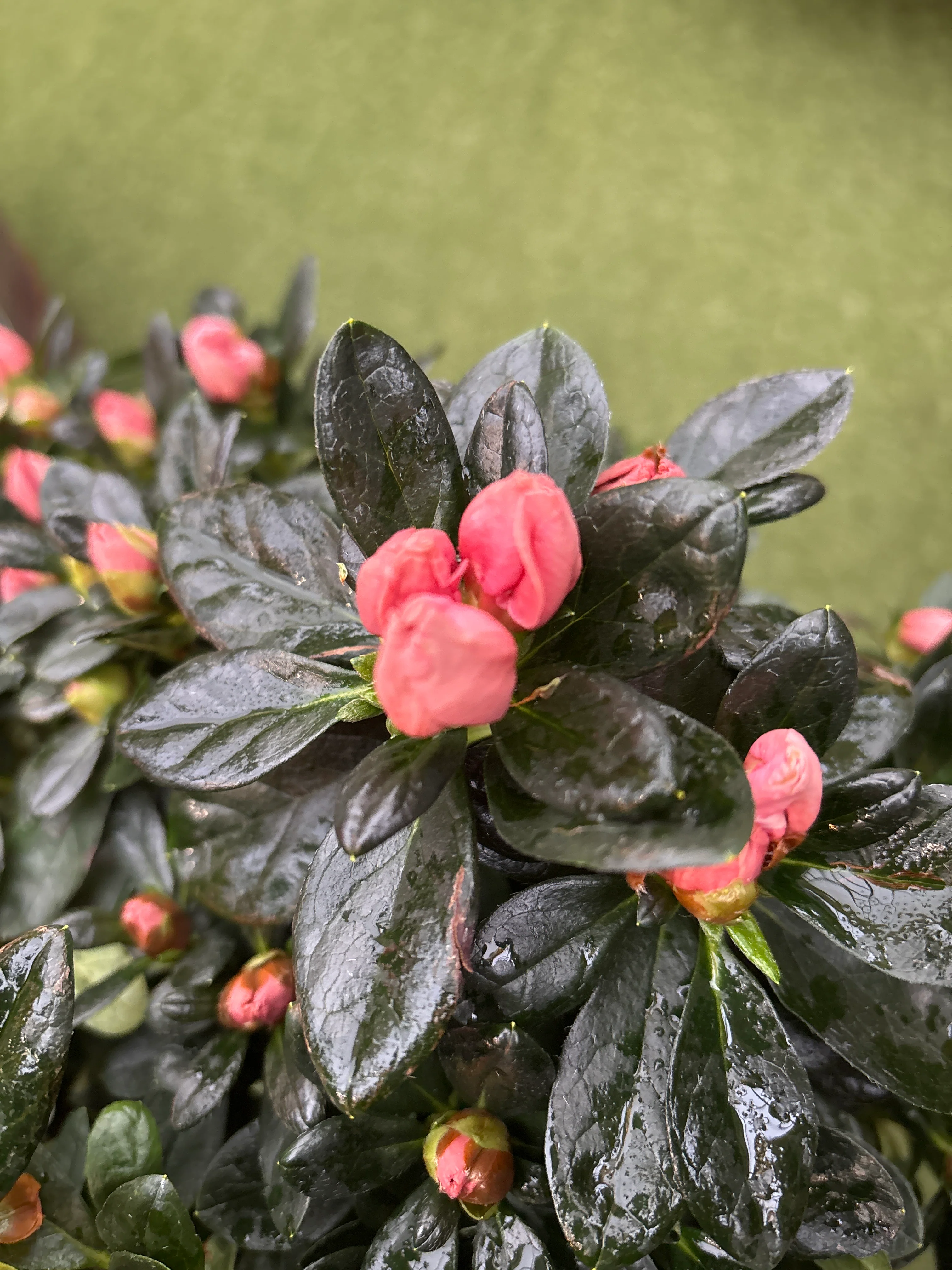 Azalea Hortinno Home mix  P19, on a stem - Image 3