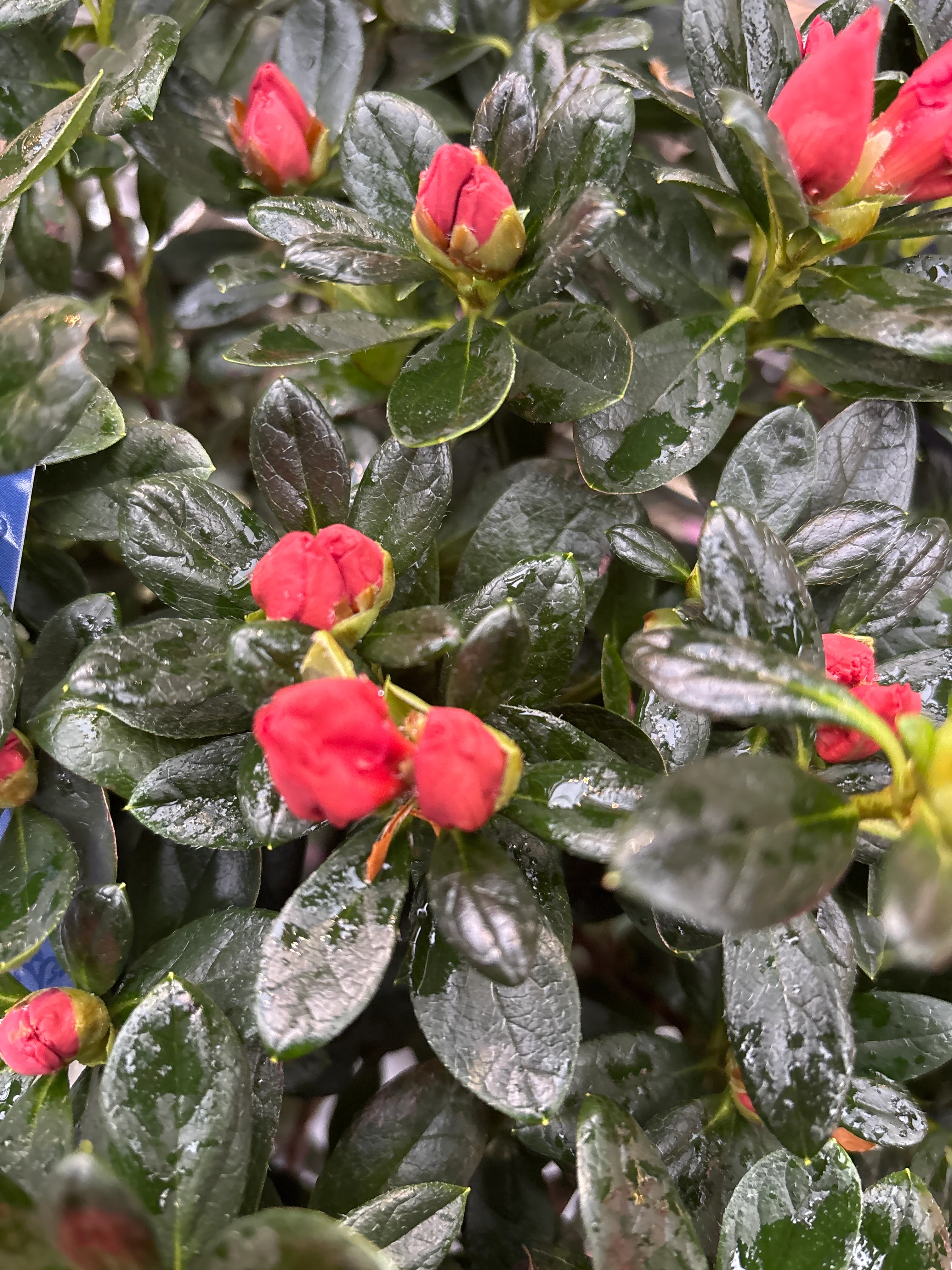 Azalea Hortinno Home mix  P19, on a stem - Image 5