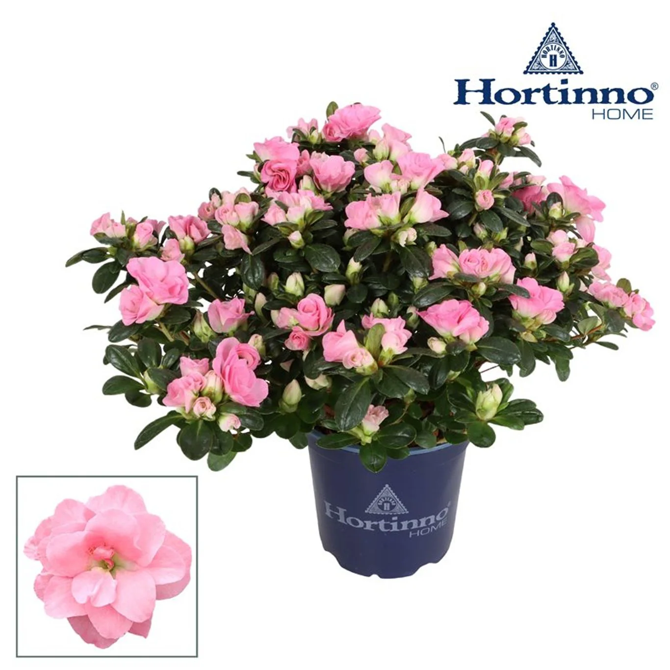 Azalea HortinnoÂ® 'Norabelle' P13