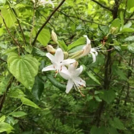 AZALEA HYBRID VISCOSA - Image 2