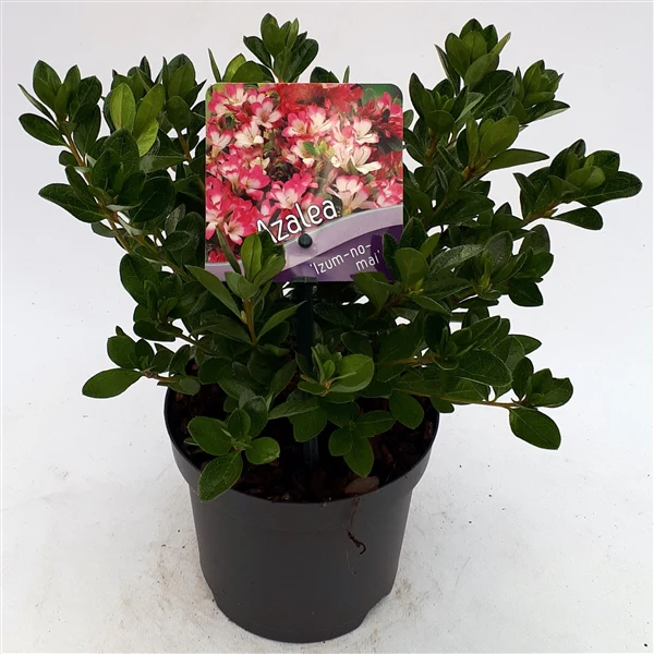 Azalea  Izum-no-mai