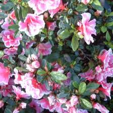 Azalea  Izum-no-mai - Image 2