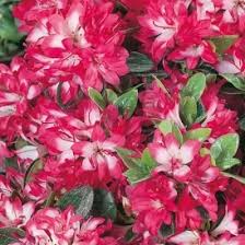 Azalea Izum-no-mai  30-35cm - Image 2