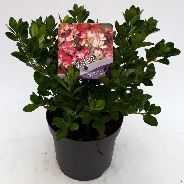 Azalea Izum-no-mai  30-35cm - Image 3