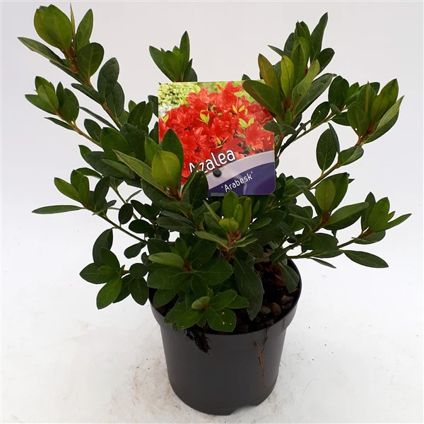 Azalea (J) Arabesk