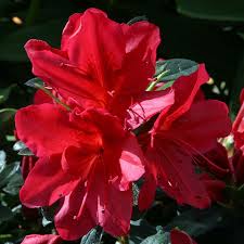 Azalea (J) Arabesk - Image 2