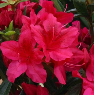Azalea (J) Georg Arends - Image 2