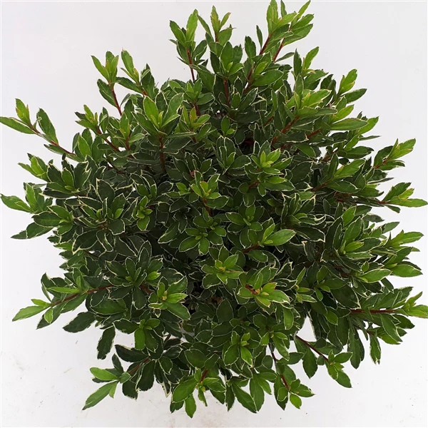 Azalea (J) Hot Shot Variegata - Image 5