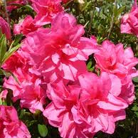 Azalea (J) Melina