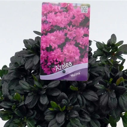Azalea (J) Melina - Image 2