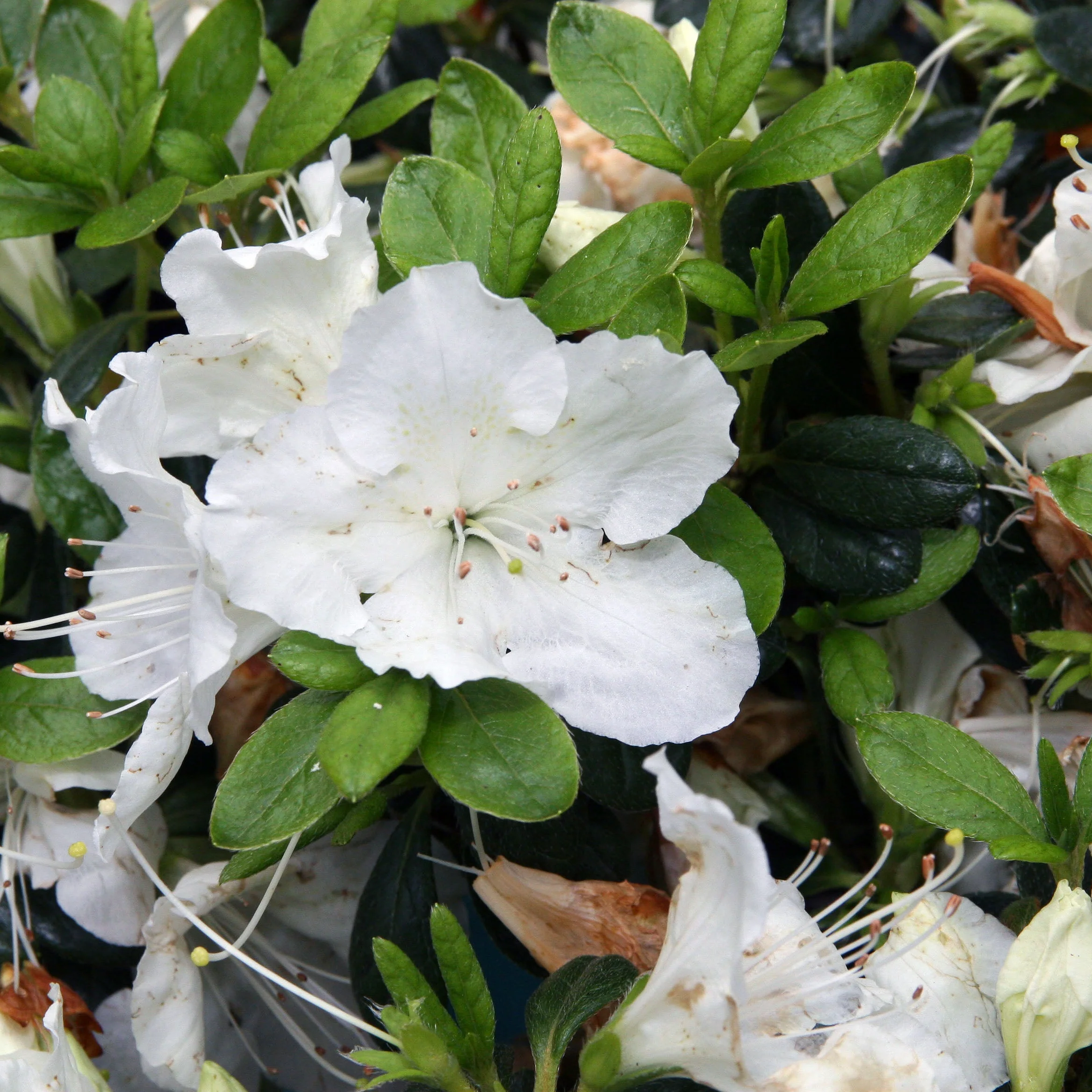 Azalea (J) Pleasant White