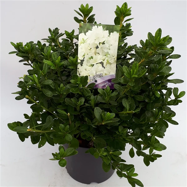 Azalea (J) Pleasant White - Image 2