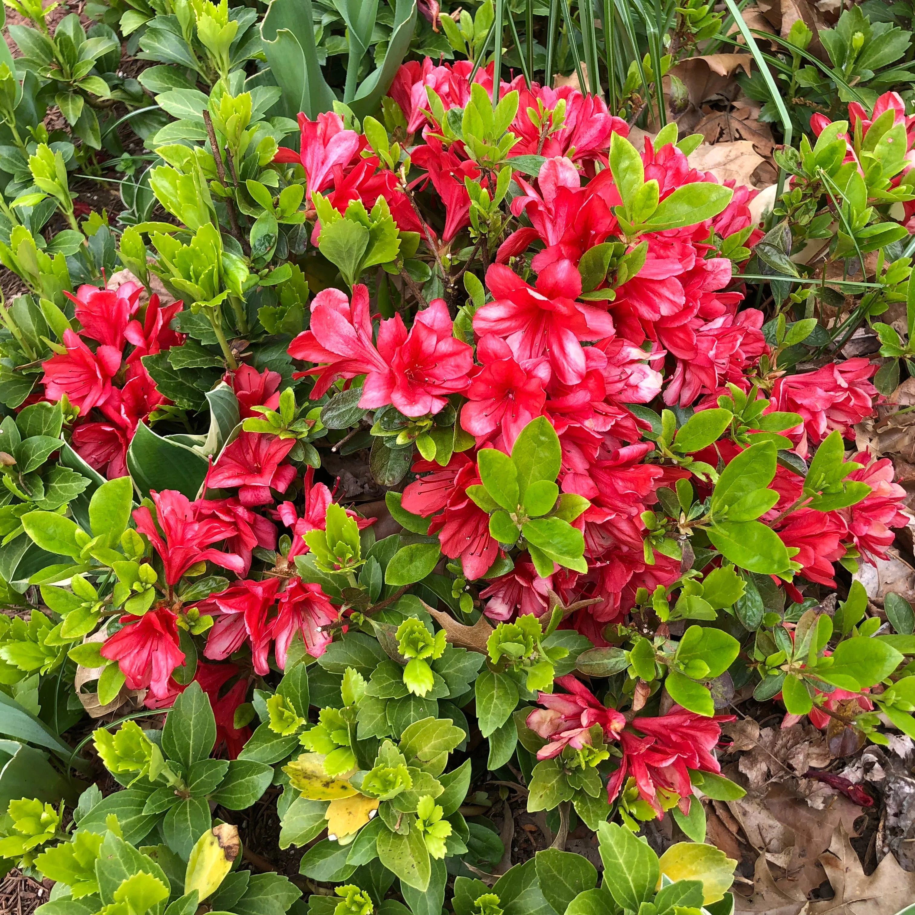 Azalea (J) Red  10 Ltr pot - Image 2