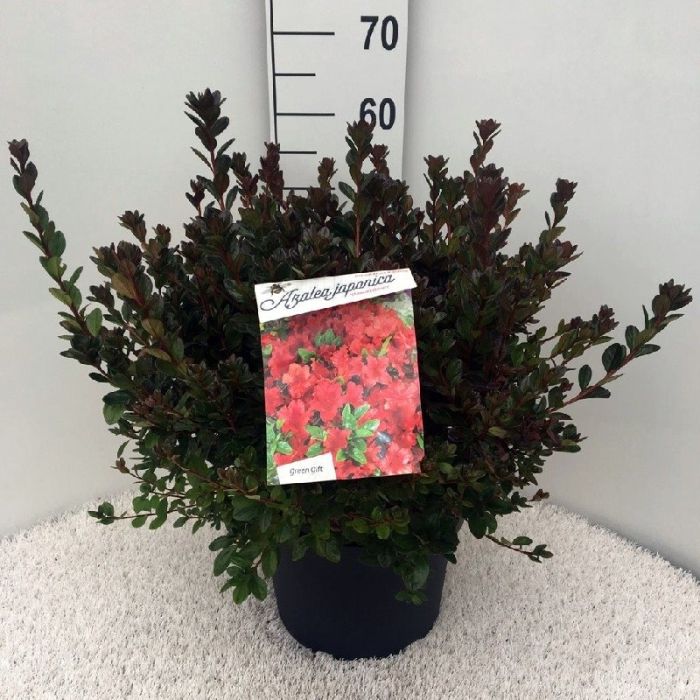 Azalea (J) Red  10 Ltr pot - Image 3