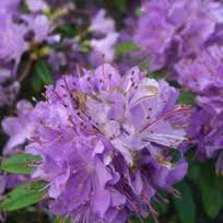 Azalea (J) Violetta