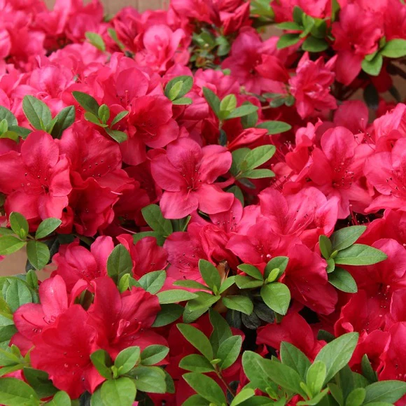 Azalea japonica Mothers Day