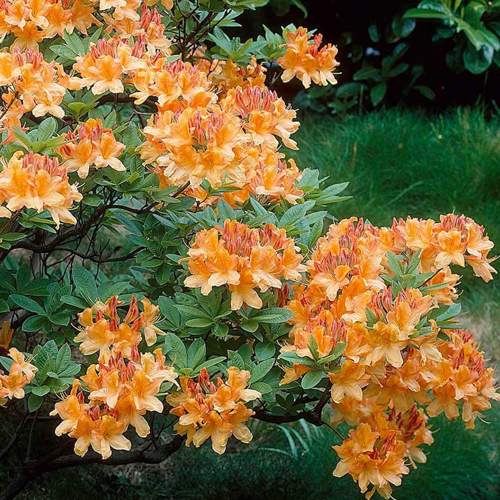 Azalea (Rhod) Knaphill mix - Image 2