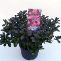 Azalea Rokoko - Image 3