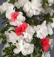 Azalea (S) Koto-no-mai