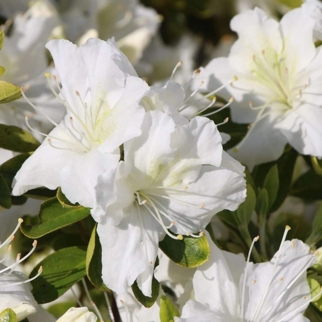 Azalea Schneewitchen  30-35cm - Image 2