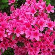 Azalea Silvester EEC PLANT PASSPORT 6746 ZP (T6  2018 ER) - Image 2