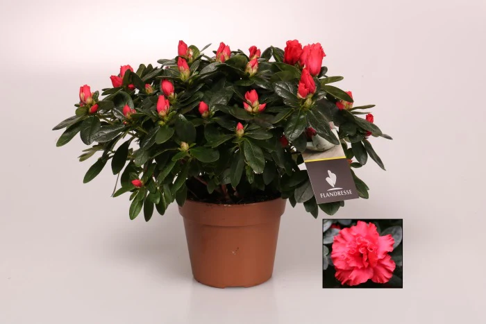 Azalea sim. Jimmy (red)