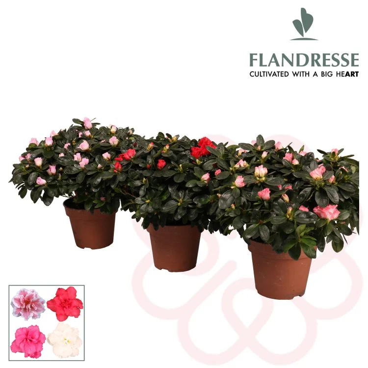 Azalea simsii mix / P16 - Image 3