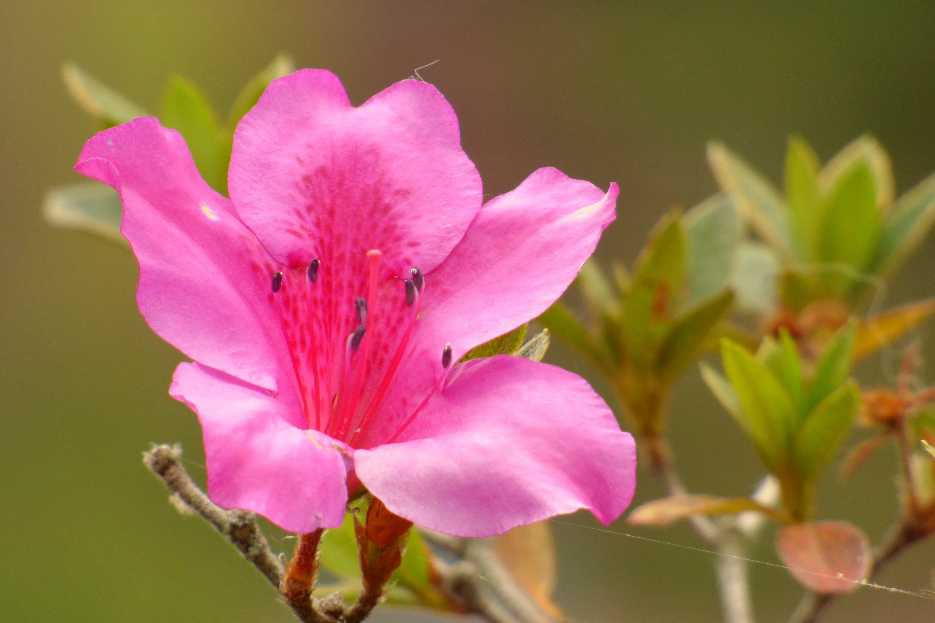 Azalea simsii mix / P16 - Image 5