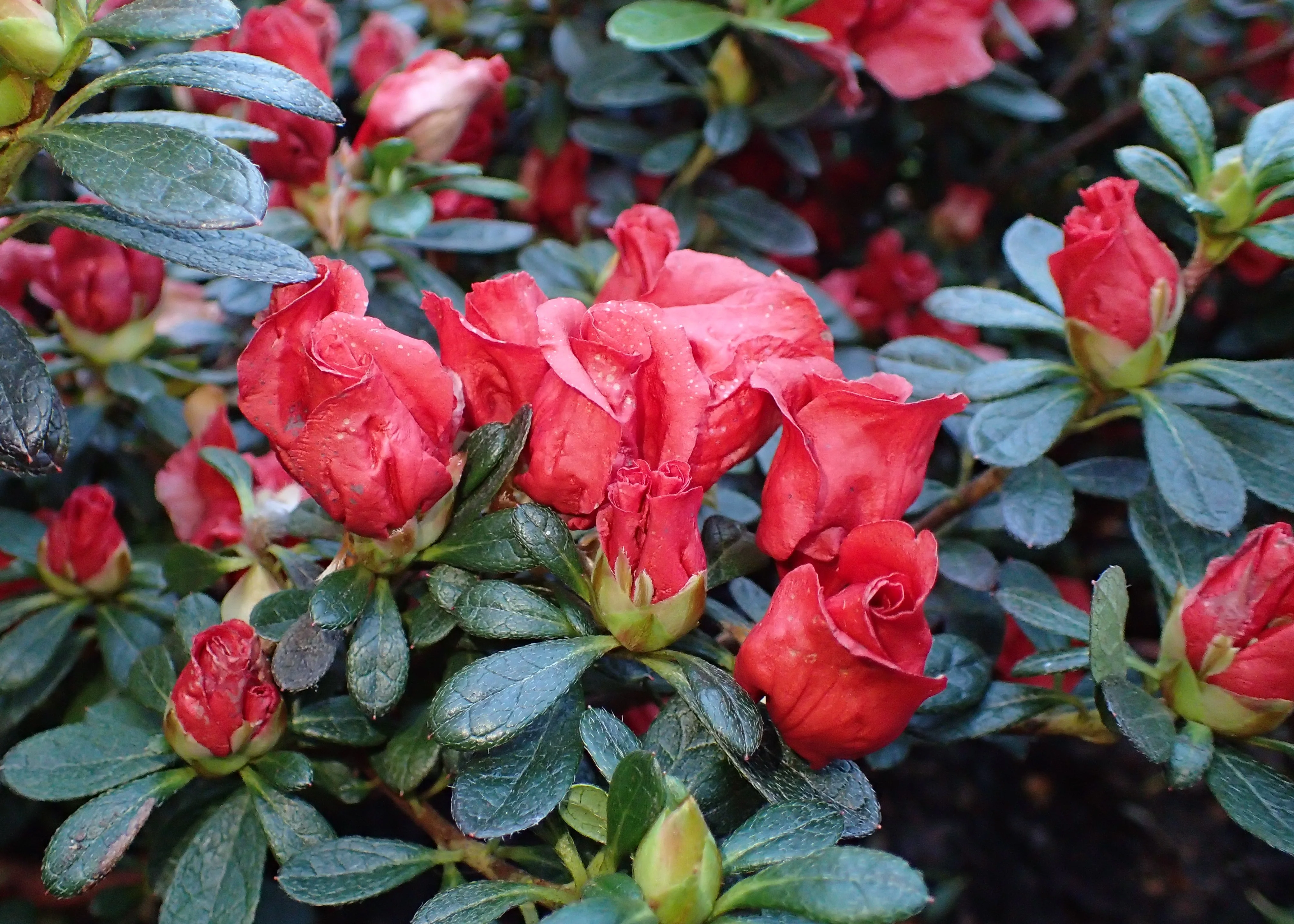 Azalea simsii mix / P16 - Image 6