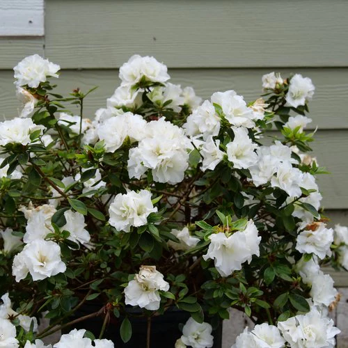 Azalea simsii mix / P16 - Image 7