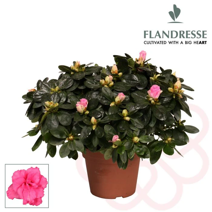 Azalea simsii pink  P14