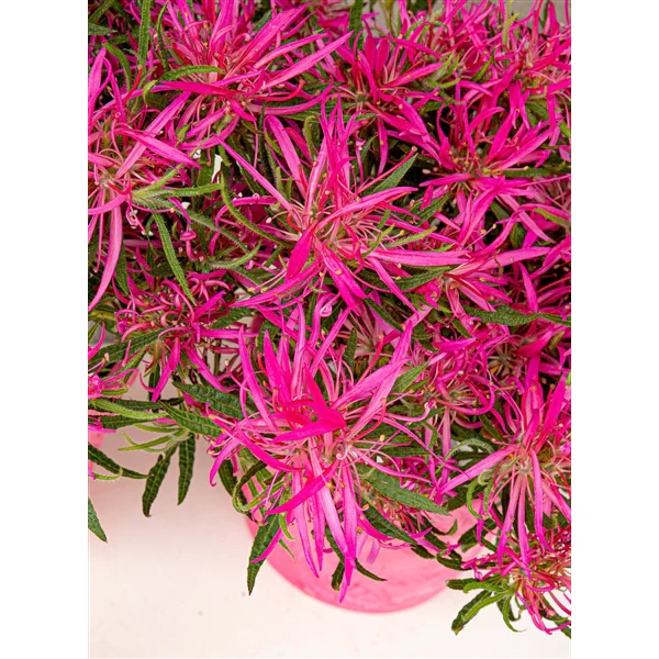 Azalea StarStyle Pink - Image 4