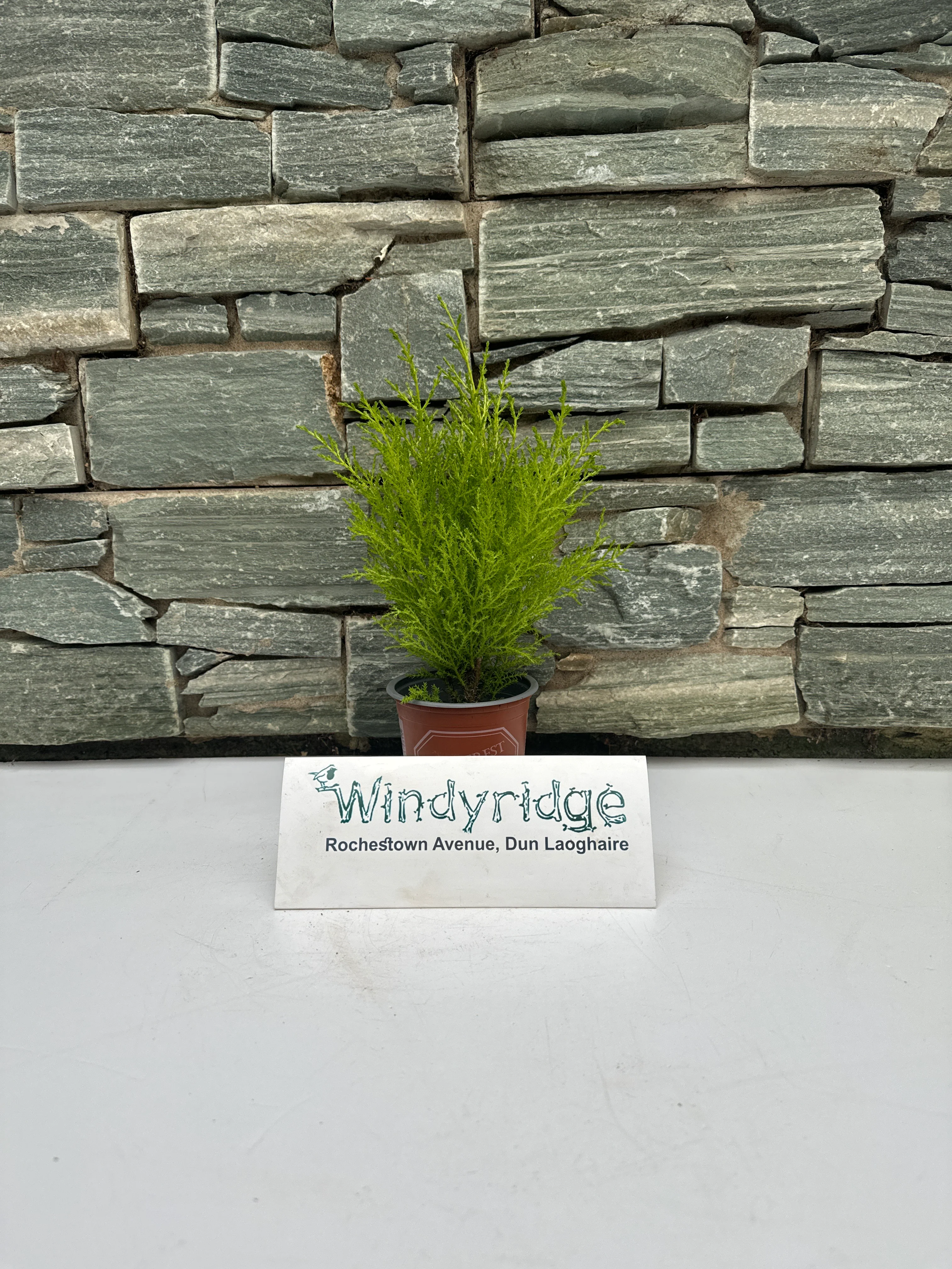 Baby Conifer - Image 2