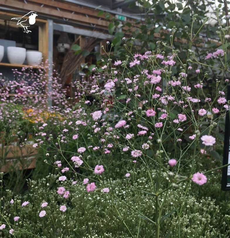 Babys Breath Gypsophila Paniculta Pink Festival (2Ltr Pot) - Image 3