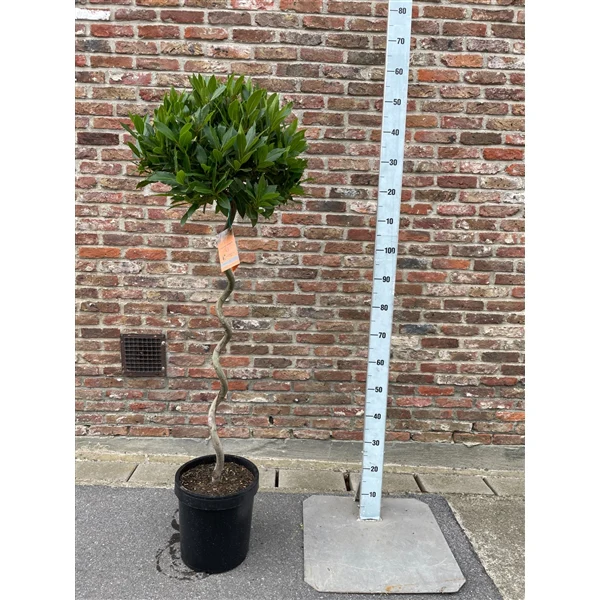 BAY Std 3/4 Spiral Stem 40/45 P25